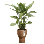 amber coupe 41cm caramel